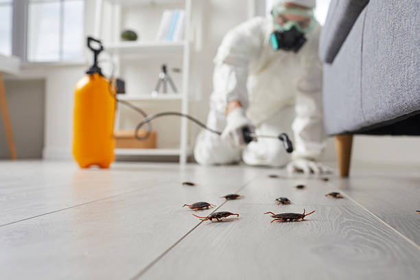 Affordable Termite Control solutions in Mogadore, OH